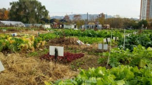 ﻿도시 농부 돼볼까 송파구 주말농장‘솔이텃밭’분양.jpg