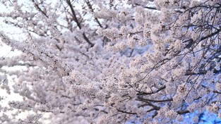 하남시, 덕풍천 벚꽃길 야간조명 점등…밤에 더욱 아름다운 풍광 연출
